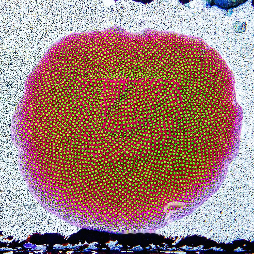 Electric Daisy Stylocoeniella Frag (Aquacultured) Size: M 0.75" to 1" Approx Frag