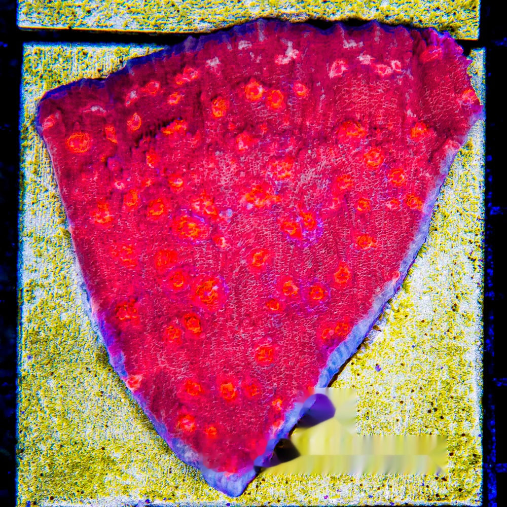 Fireball Chalice Frag (Aquacultured) Size: M 0.75” to 1” Approx Frag