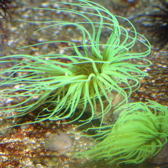 Radium Green Flourescent Tube Anemone Size: S 1" to 3" - Violet Aquarium 