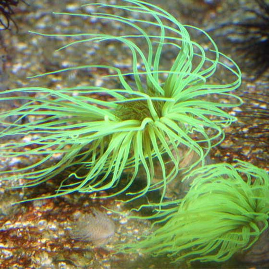 Radium Green Flourescent Tube Anemone Size: S 1" to 3" - Violet Aquarium 