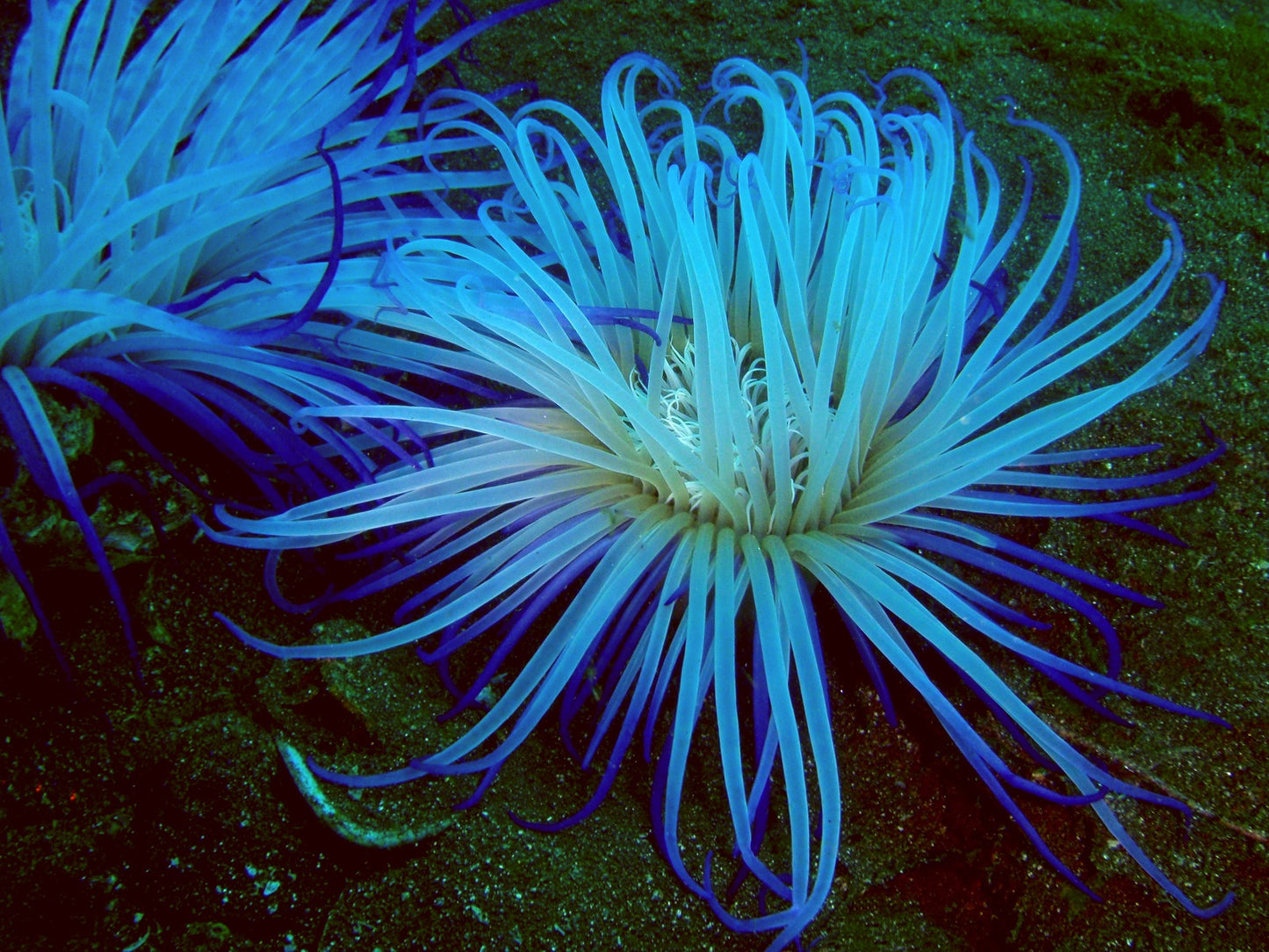 Amethyst Purple Tube Anemone Size: XXL/SHOW 8" and Above