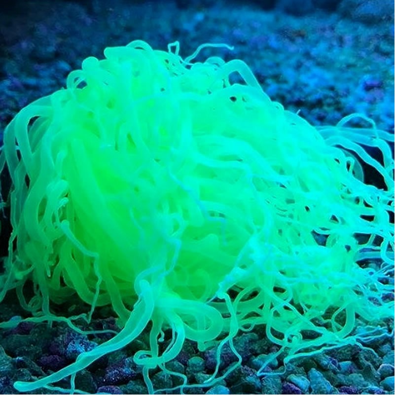 Radium Green Flourescent Tube Anemone Size: S 1" to 3" - Violet Aquarium 