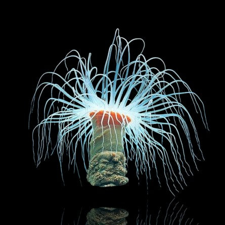 Radium Green Flourescent Tube Anemone Size: S 1" to 3" - Violet Aquarium 