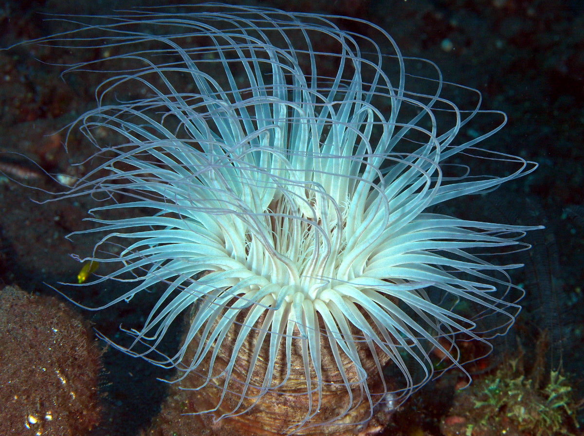 Radium Green Flourescent Tube Anemone Size: S 1" to 3" - Violet Aquarium 