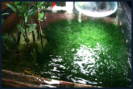 Chaetomorpha Macro Algae/ Pods/ Copepods Size: Very Big Ball/Bunch