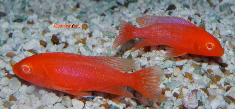 Cherry Super Red Albino Peacock Cichlid