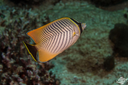 Chevron Butterflyfish - Violet Sea Fish and Coral