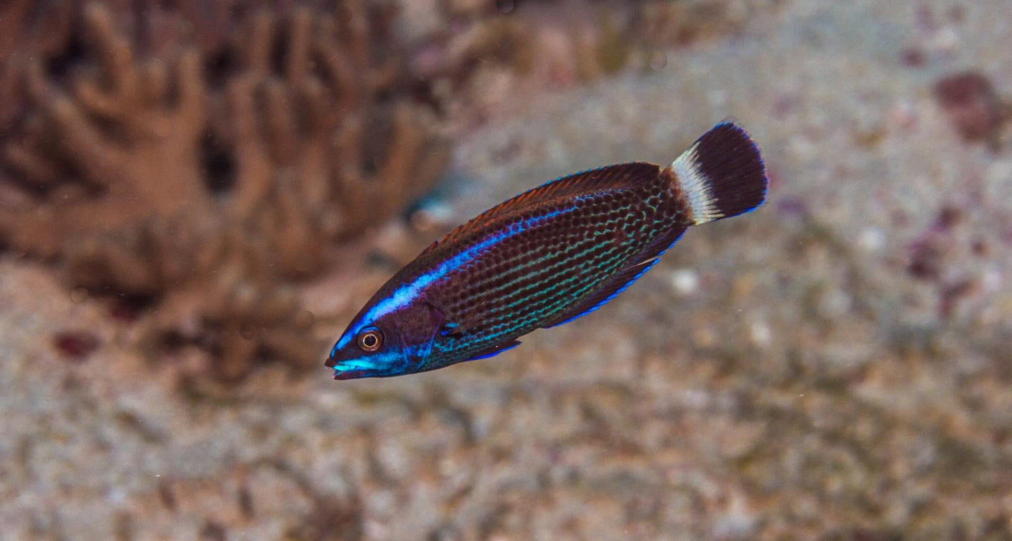 Chiseltooth Wrasse Size: XL 4" to 5"