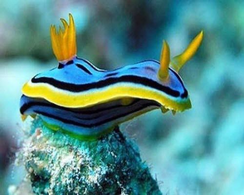 Chromodoris Lubocki Nudibranch