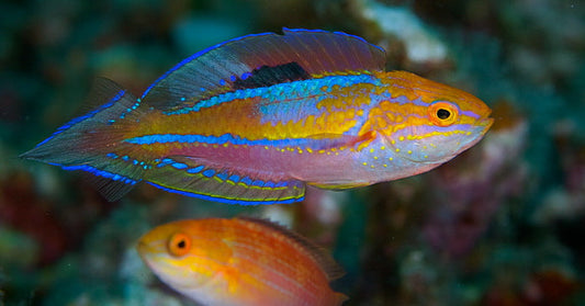 Splendid Pintail Fairy Wrasse - Violet Sea Fish and Coral