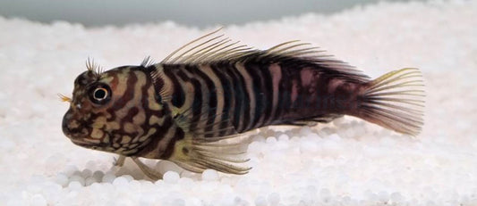 Barred Blenny