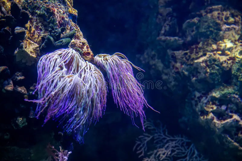 Amethyst Purple Tube Anemone Size: XXL/SHOW 8" and Above