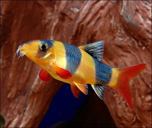 Clown Loach