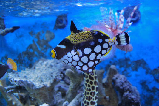 Clown Triggerfish - Violet Aquarium
