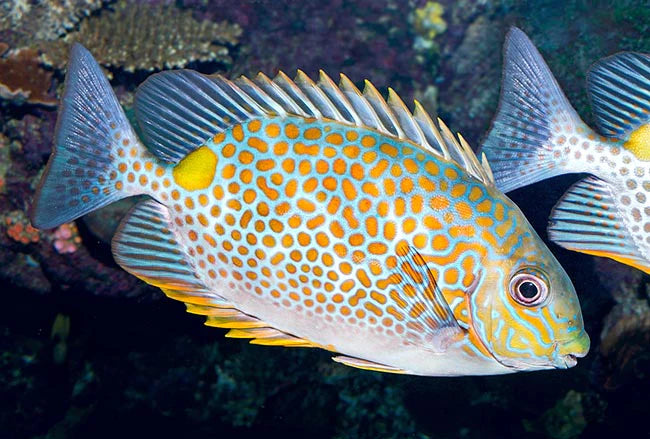 Orange Spotted Rabbitfish Size: S 2