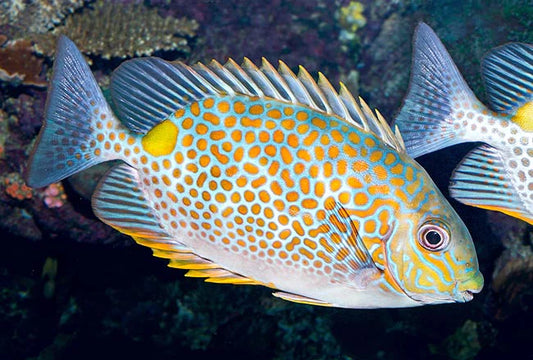 Orange Spotted Rabbitfish Size: S 2" to 3"