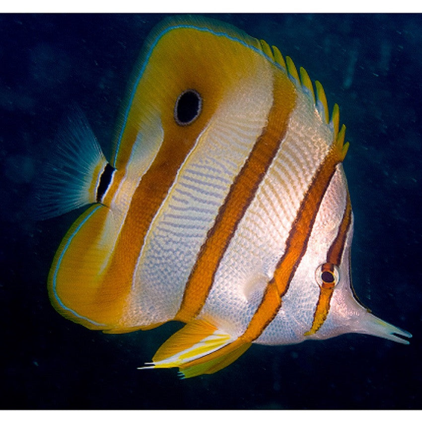 Copperband Butterflyfish - Violet Aquarium