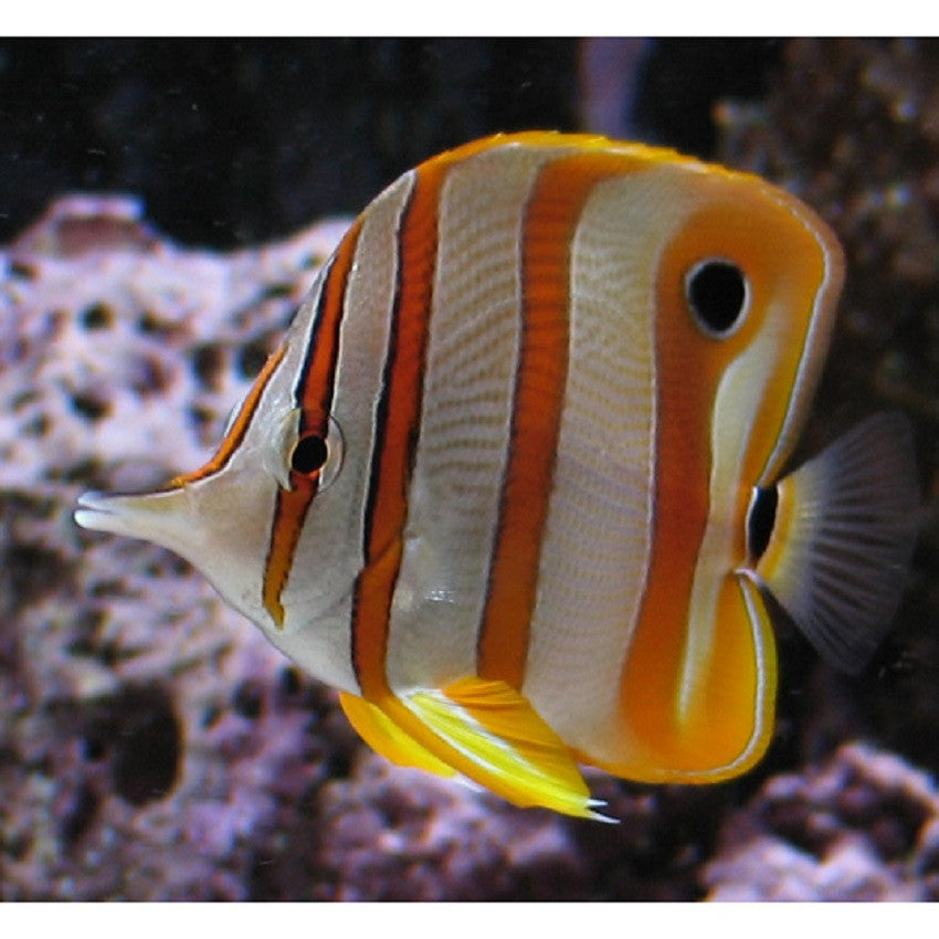 Copperband Butterflyfish - Violet Aquarium