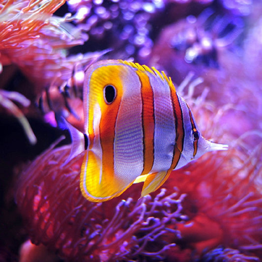 Copperband Butterflyfish - Violet Aquarium