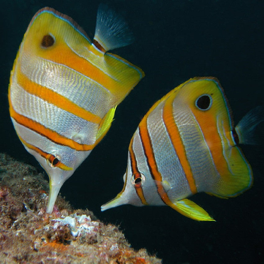 Copperband Butterflyfish - Violet Aquarium