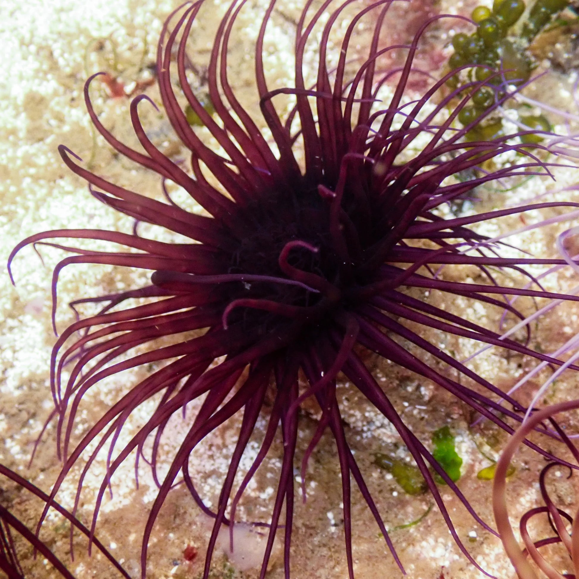Midnight Purple Tube Anemone Size: S 1" to 3" Approx - Violet Aquarium 