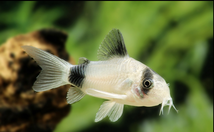 Panda Corydoras