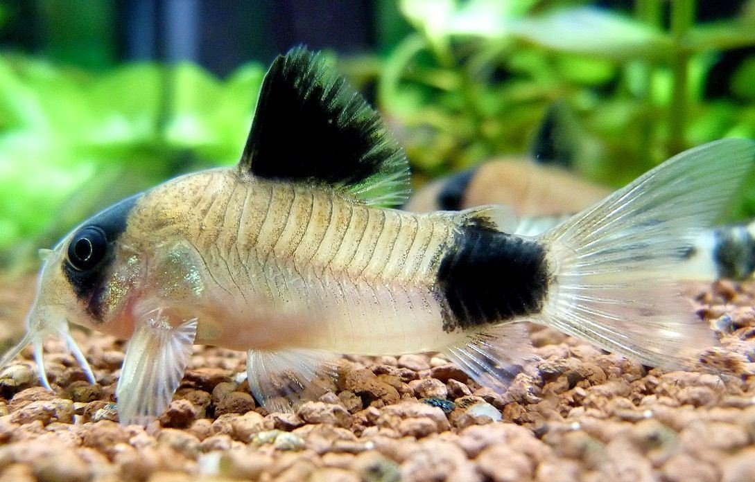 Panda Corydoras