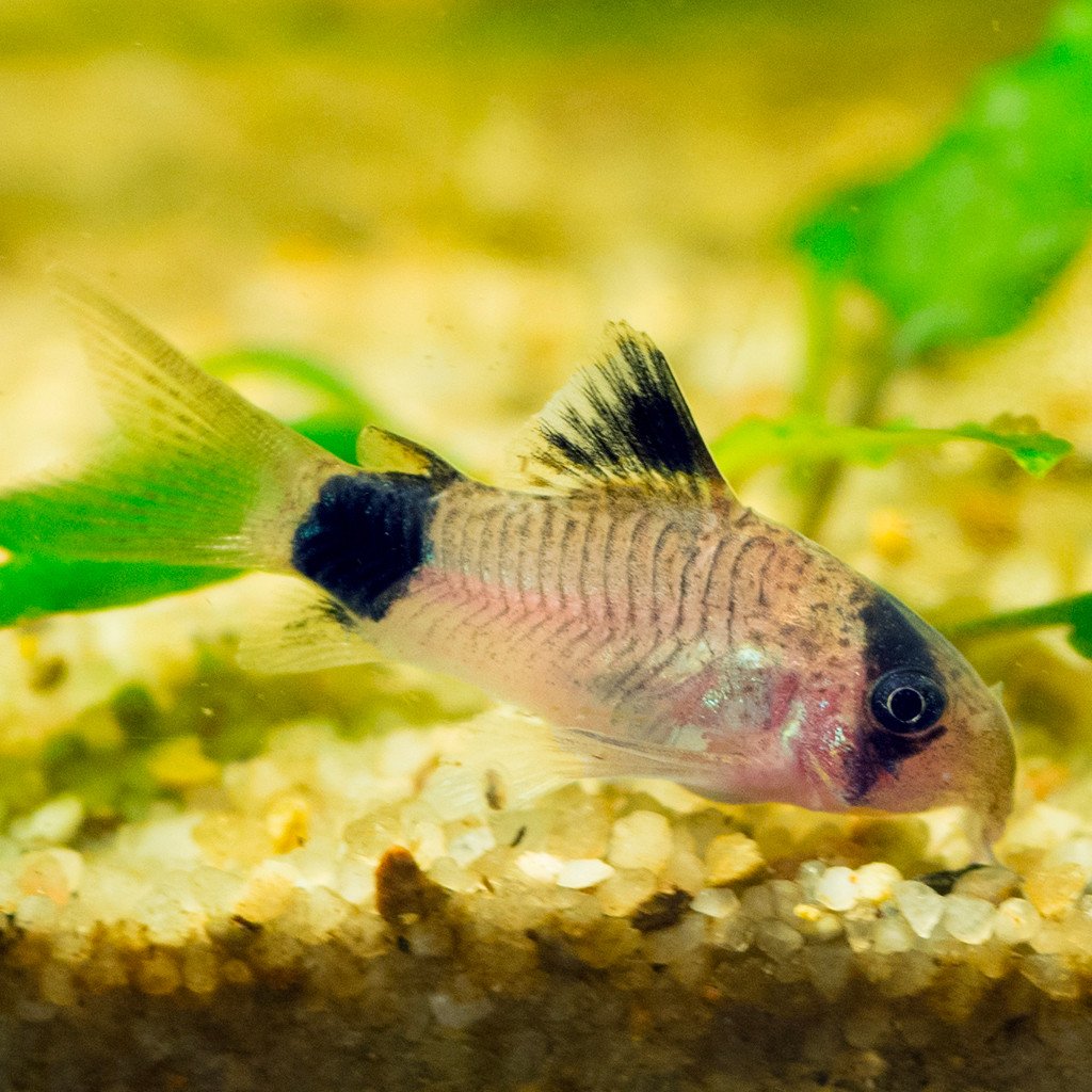 Panda Corydoras