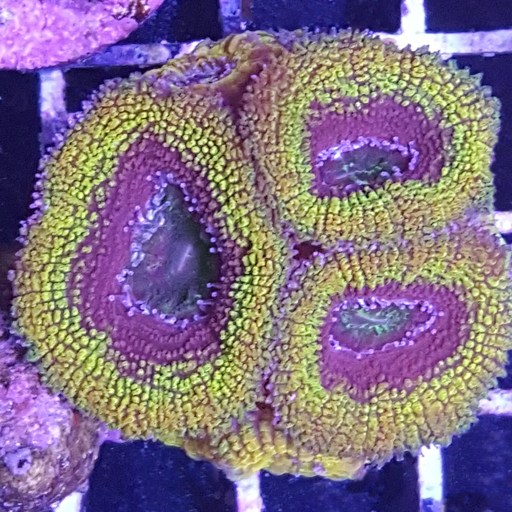 Ultra Hot Acan Lordhowensis - Violet Aquarium 