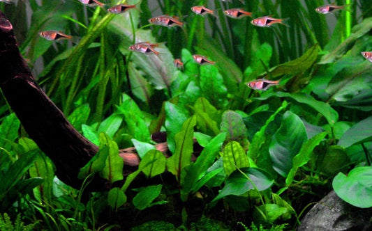 Green Gecko / Cryptocoryne Wendtii