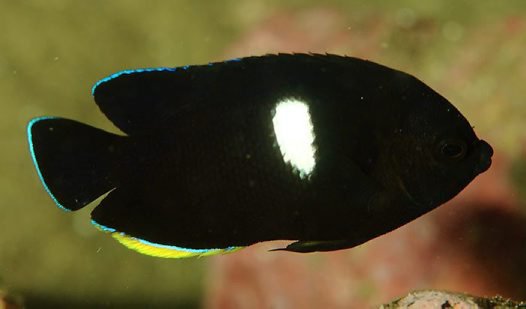 Keyhole Angelfish Size: Tiny 1.5" and Below