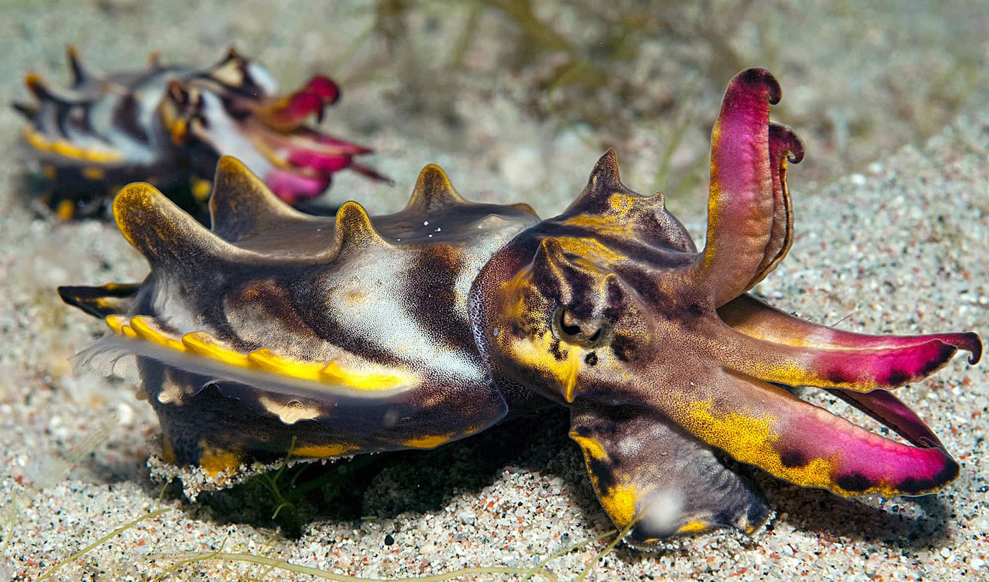 Rare Flambouyant Cuttlefish Size: M 2" to 3"