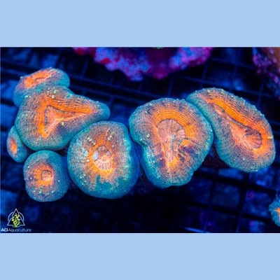 Aussie Ultra Lobophyllia Mother Colony ARNLMC102201 WYSIWYG