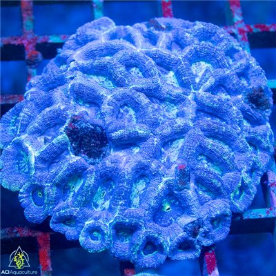 Aussie Blue Green Acan Bowerbankii Mother Colony ABGABMC102201 WYSIWYG