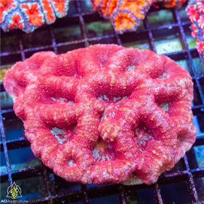 Aussie Ultra Metallic Red Bowerbanki Mother Colony AUMRBMC102201 WYSIWYG