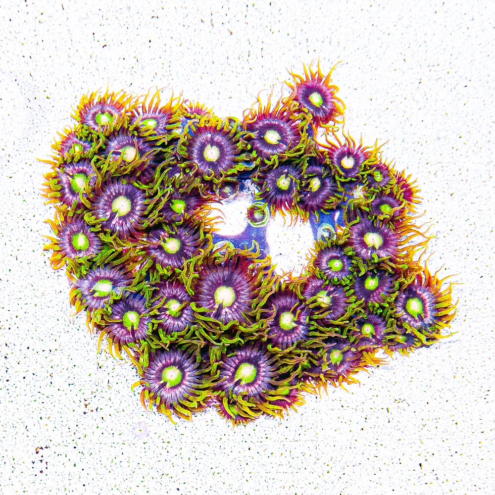 Aquacultured Mister Twister Zoanthid Frag (4+ Polyp Average) Size: M 0.75” to 1” Frag