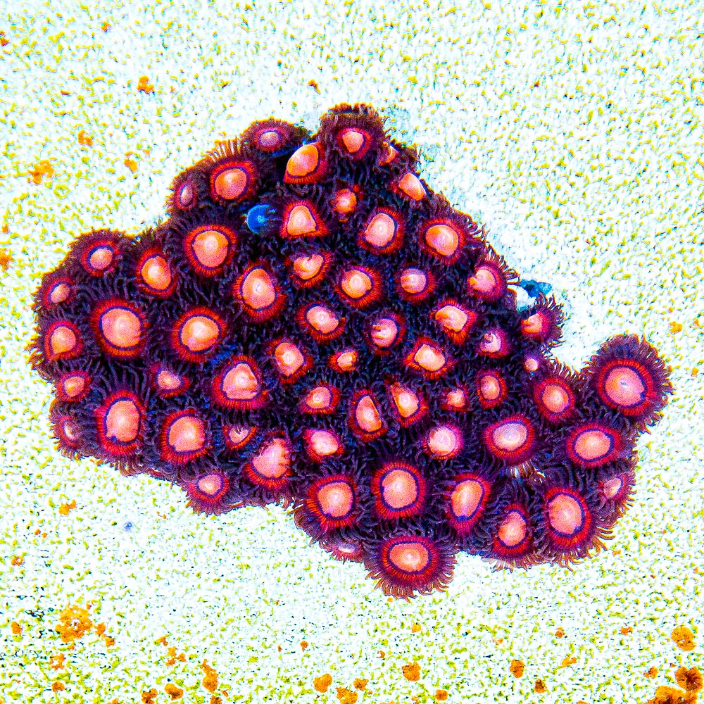 Aquacultured Halo Monster Zoanthid Frag (4+ Polyp Average) Size: M 0.75” to 1” Frag