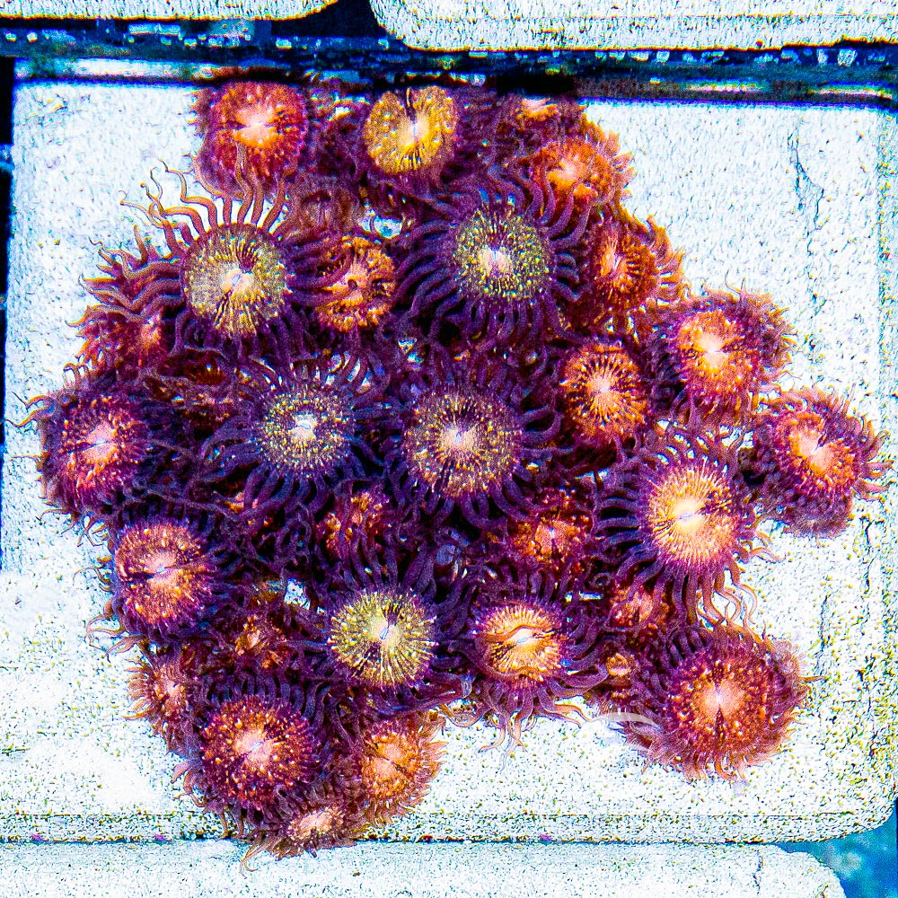 Pink & Gold Zoanthid Frag (4+ Polyp Average, Aquacultured) Size: M 0.75” to 1” Approx Frag