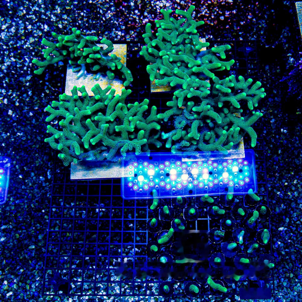 Lush Oasis Birdsnest Frag (Aquacultured) Size: M 0.75" to 1" Approx Frag