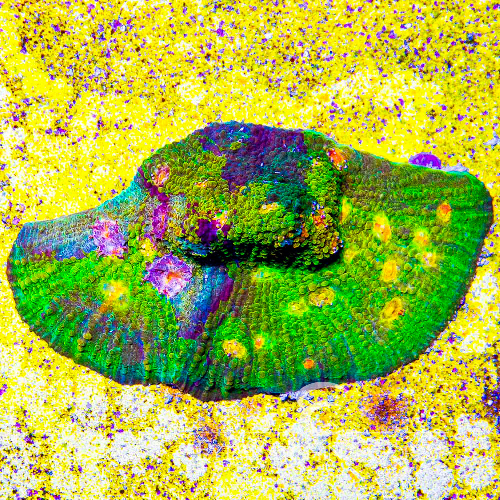 Radiant Glow Chalice Frag (Aquacultured) Size: M 0.75” to 1” Approx Frag