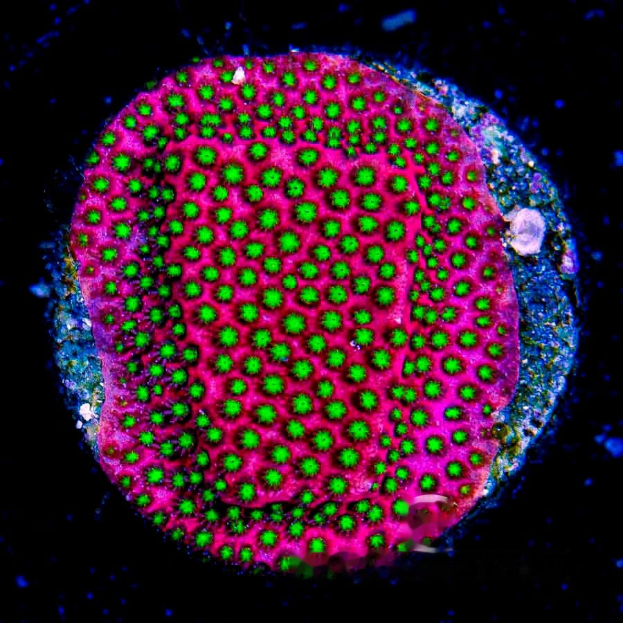 Electric Daisy Stylocoeniella Frag (Aquacultured) Size: M 0.75" to 1" Approx Frag