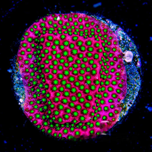 Electric Daisy Stylocoeniella Frag (Aquacultured) Size: M 0.75" to 1" Approx Frag