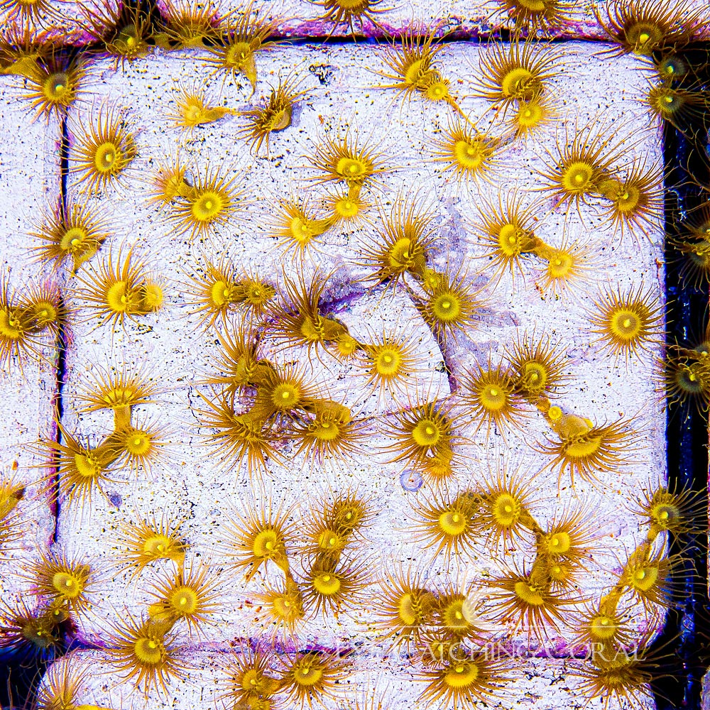 Yellow Polyps Mini Colony (Aquacultured) Size: M 0.75" to 1" Approx Frag