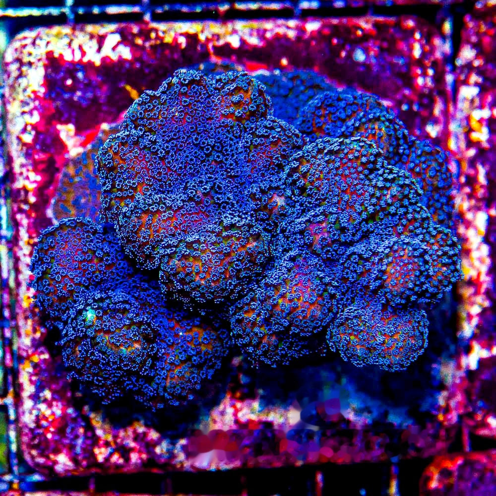 Lunar Tides Stylophora Frag (Aquacultured) Size: M 0.75" to 1" Approx Frag