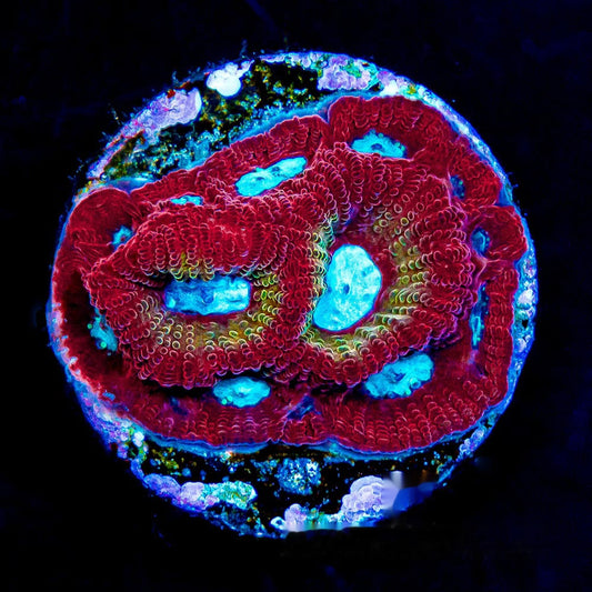 Magma Frost Favia Frag (Aquacultured) Size: M 0.75” to 1” Approx Frag
