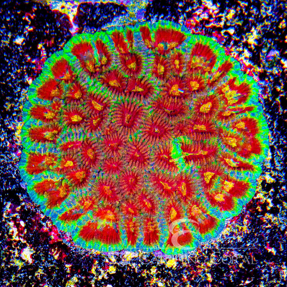 Horizon Favia Frag (Aquacultured) Size: M 0.5" to 0.75" Approx Frag