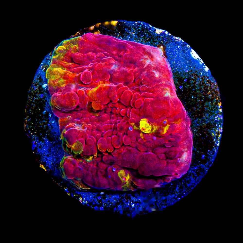 Golden Flame Chalice Frag (Aquacultured) Size: M 0.5" to 0.75" Approx Frag