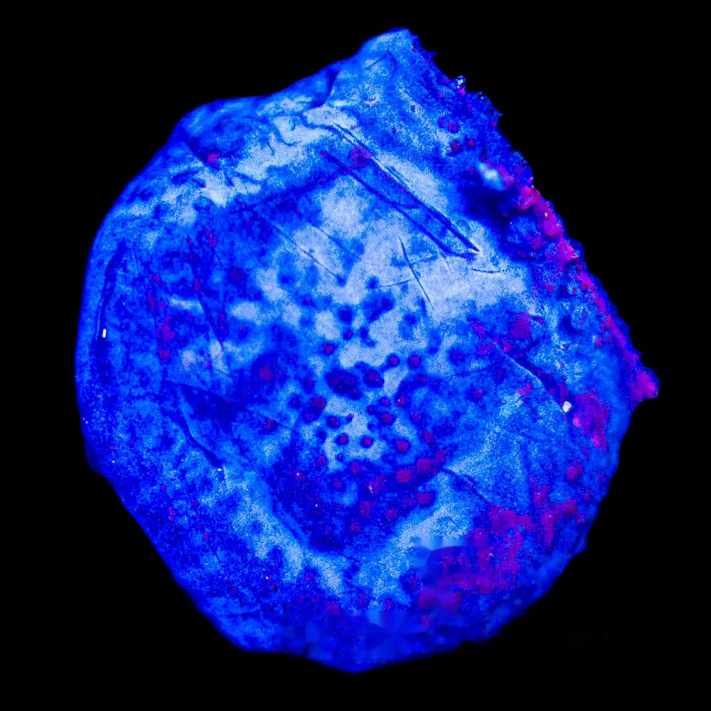 Blue Plating Photosynthetic Sponge Frag (Aquacultured) Size: M 0.75" to 1" Approx Frag