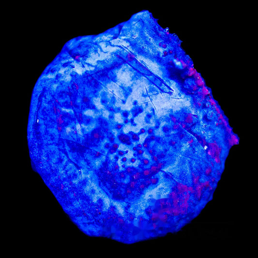 Blue Plating Photosynthetic Sponge Frag (Aquacultured) Size: M 0.75" to 1" Approx Frag