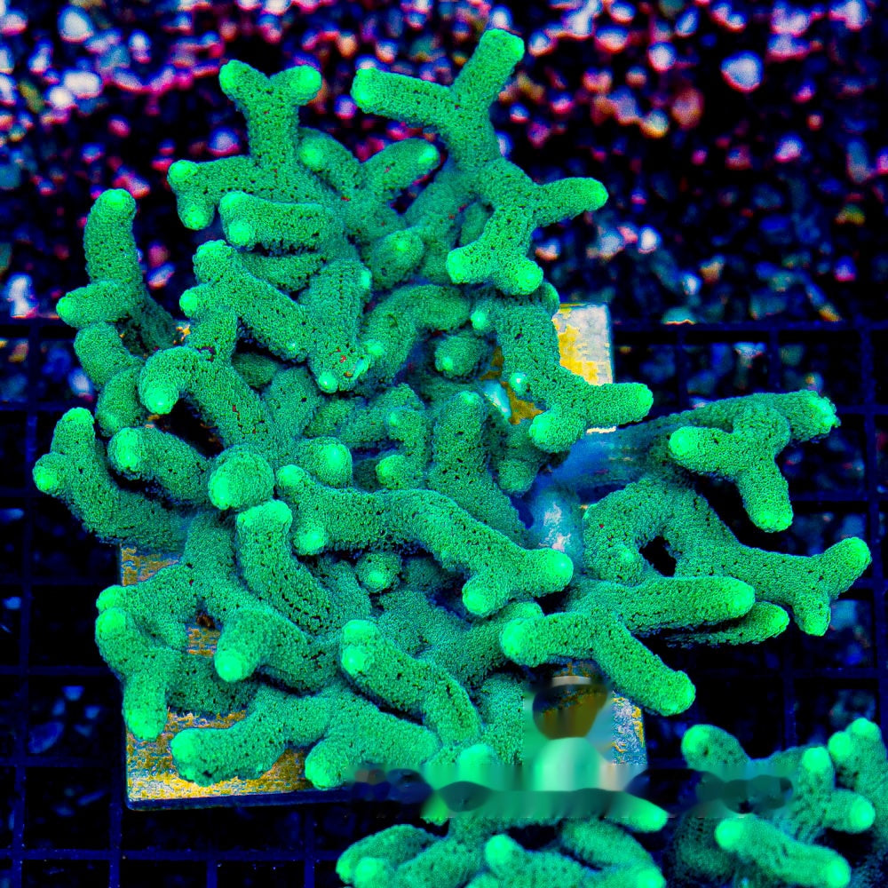 Lush Oasis Birdsnest Frag (Aquacultured) Size: M 0.75" to 1" Approx Frag